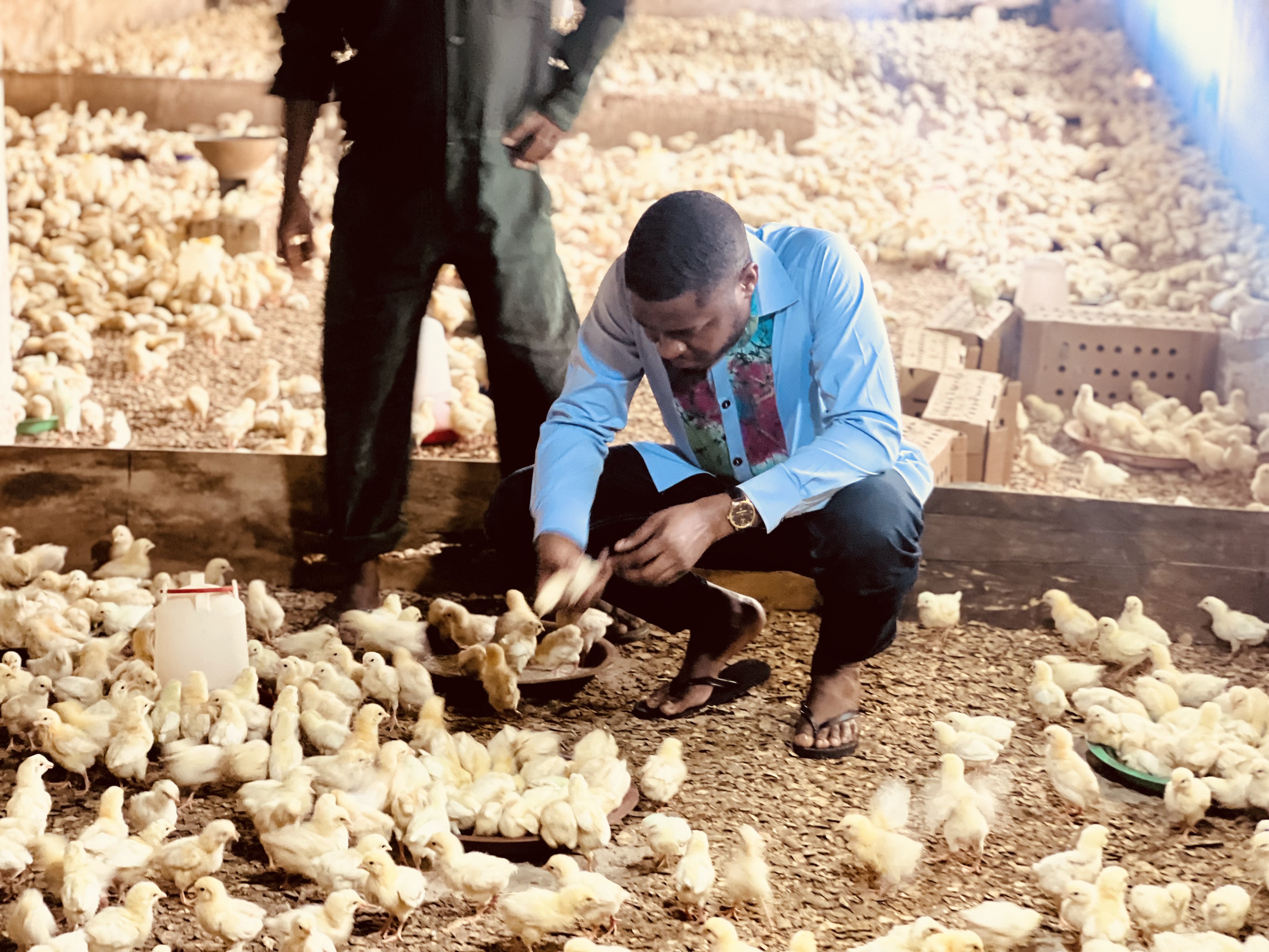 Hon. Edem Agbana inspects 10,000 Chicks Under the Nkoko Nkitinkiti Initiative
