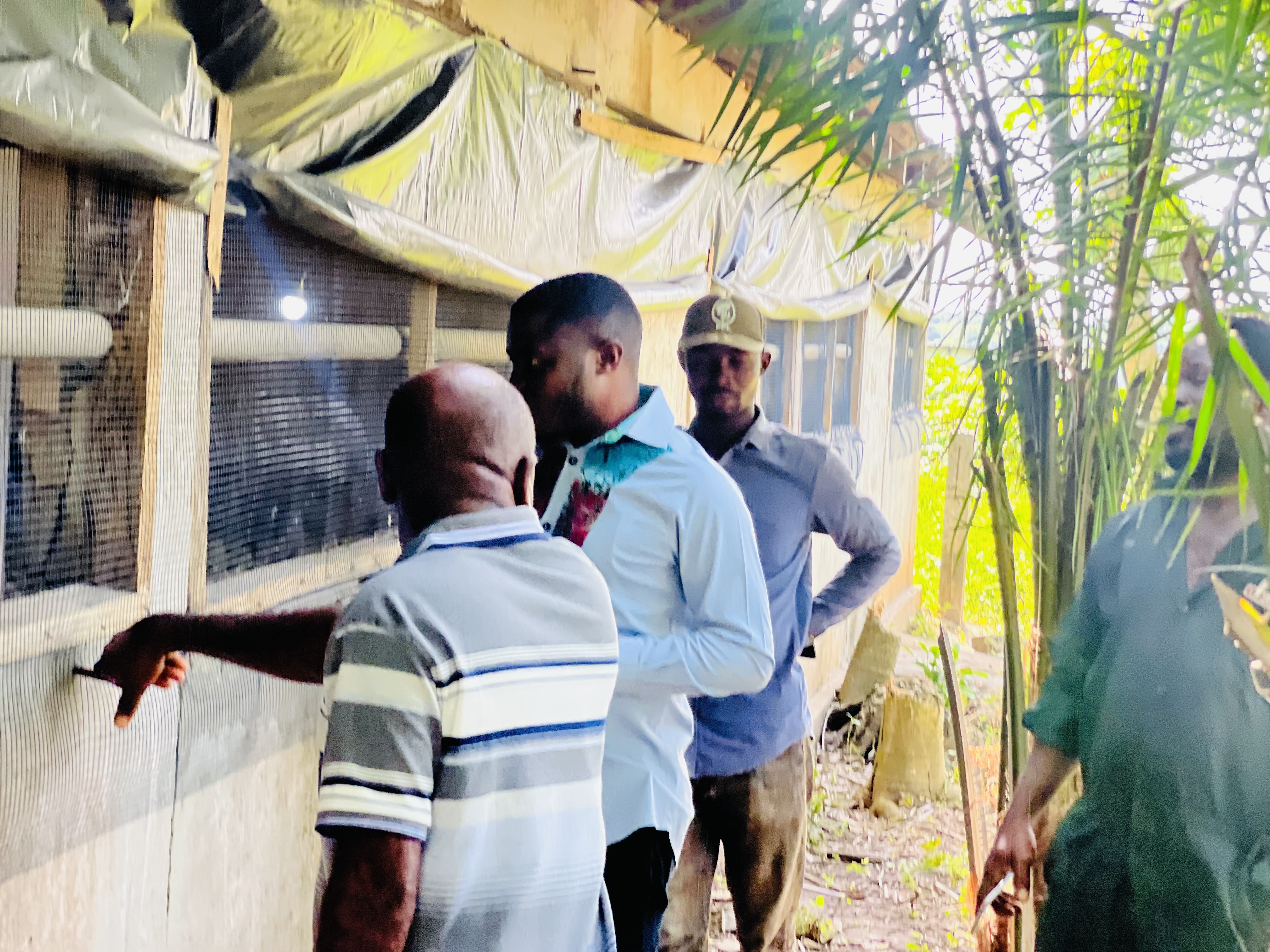 Hon. Edem Agbana inspects 10,000 Chicks Under the Nkoko Nkitinkiti Initiative