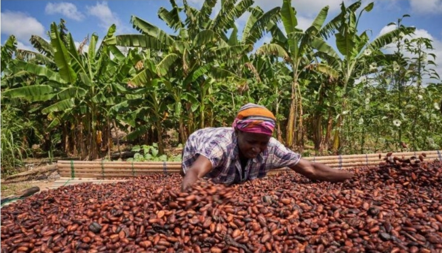 Cocoa Power Alliance: Finance Minister Champions Deeper Ties at 7th CIGCI Steering Meeting in Abidjan!