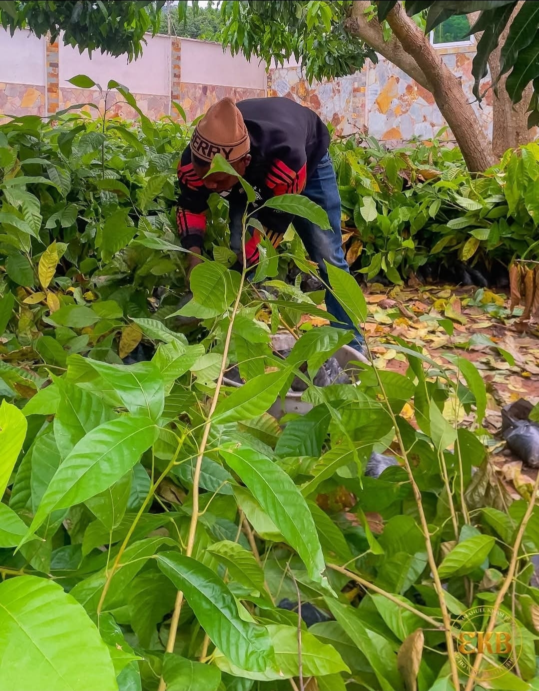Ho West MP Secures 20,000 Cocoa Seedlings to Restore Agricultural Glory