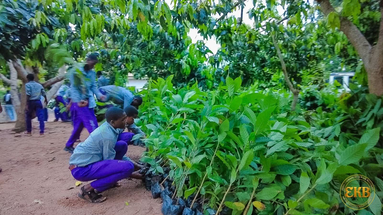 Ho West MP Secures 20,000 Cocoa Seedlings to Restore Agricultural Glory