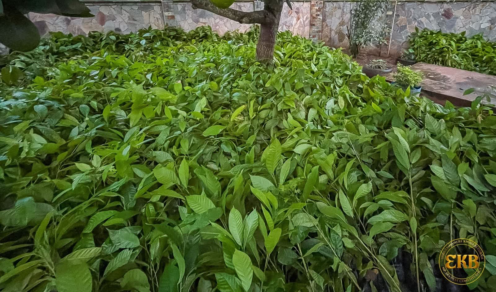 Ho West MP Secures 20,000 Cocoa Seedlings to Restore Agricultural Glory