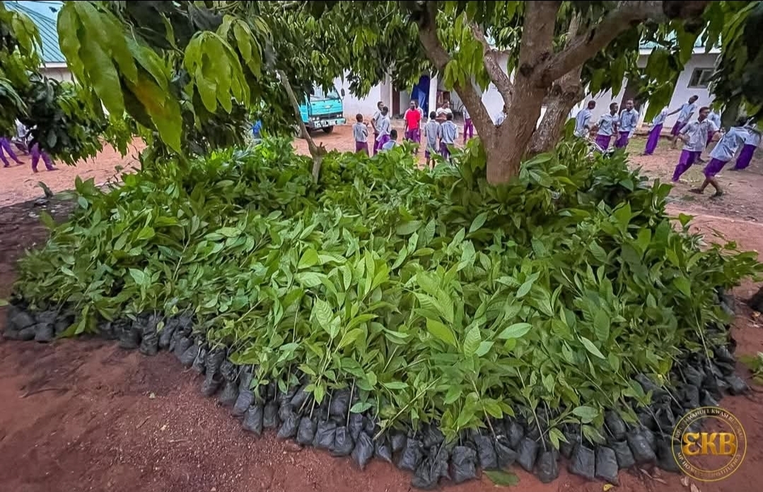 Ho West MP Secures 20,000 Cocoa Seedlings to Restore Agricultural Glory