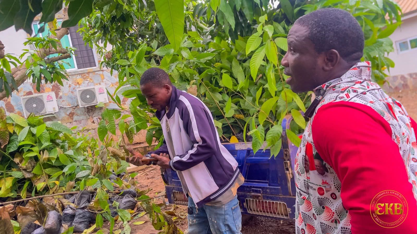 Ho West MP Secures 20,000 Cocoa Seedlings to Restore Agricultural Glory