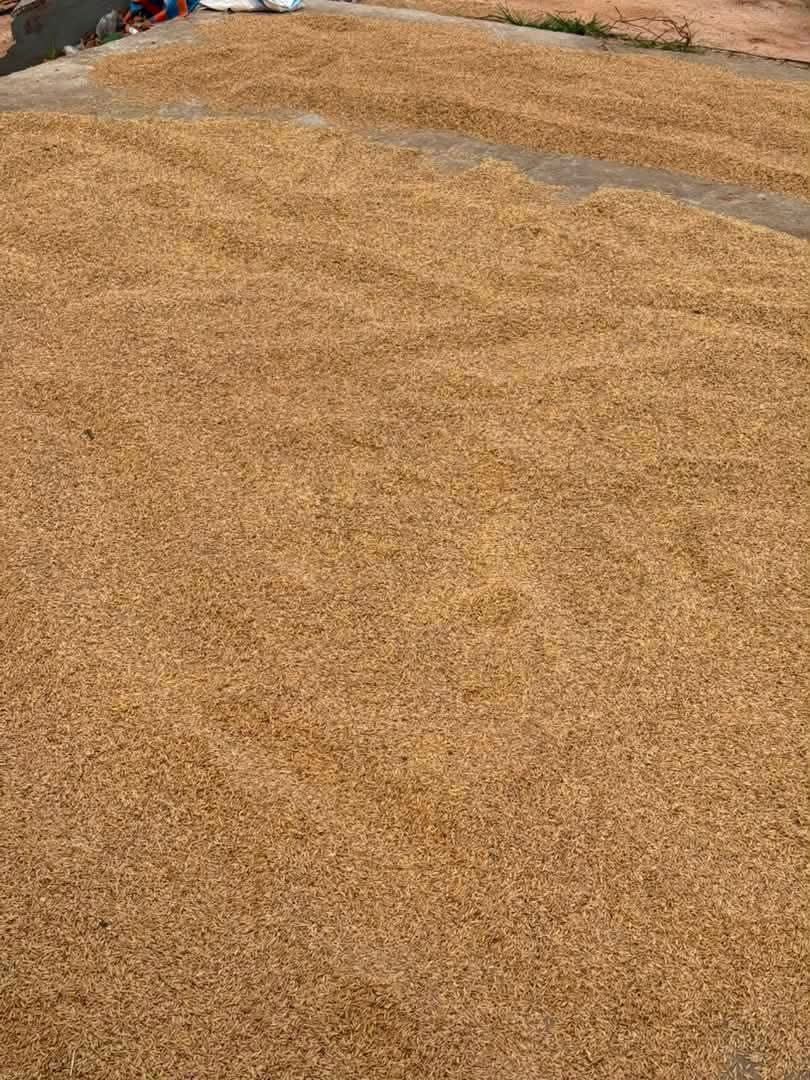 Ketu North MP Hosts Key Agricultural Tour to Unlock Rice Value Chain Potential