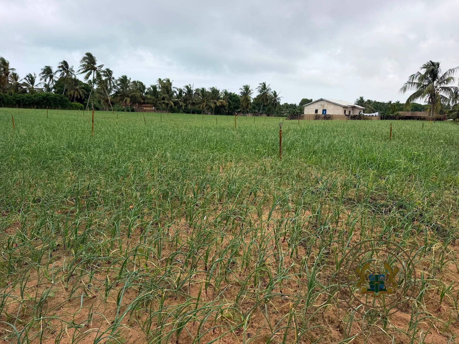 Anlo DCE Inspects Large-Scale Farms and Nkokonkitinkiti Beneficiaries