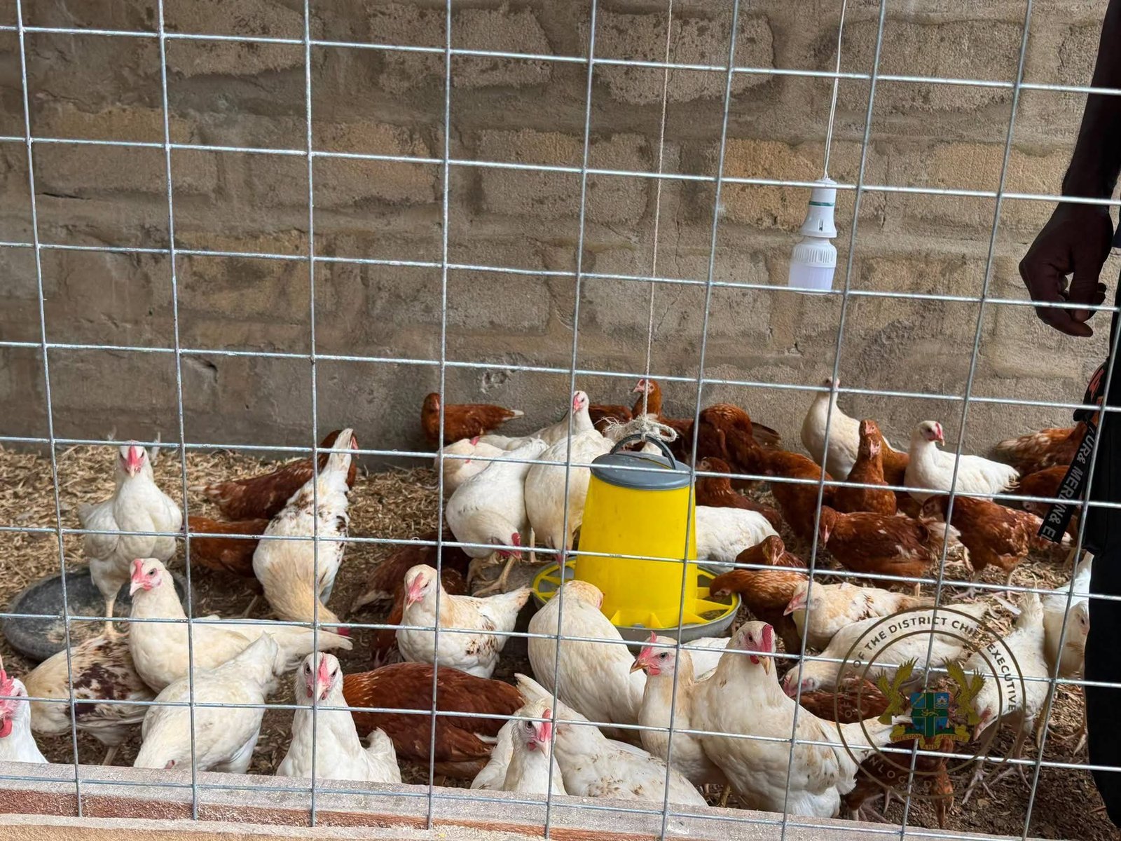 Anlo DCE Inspects Large-Scale Farms and Nkokonkitinkiti Beneficiaries