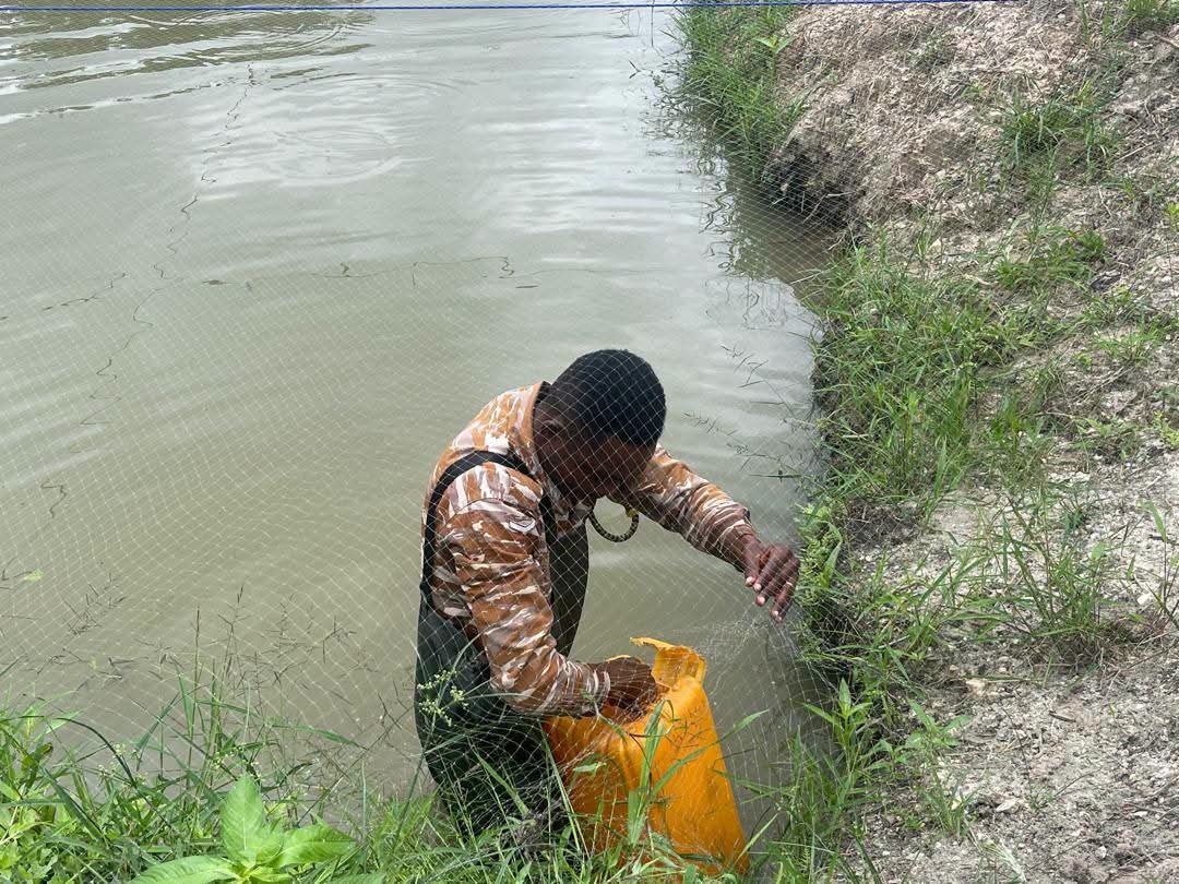 AngloGold Ashanti Equips Obuasi Local Prison with Catfish Fingerlings and Feed