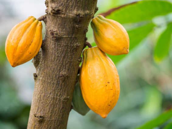 COCOBOD Raises Cocoa Producer Price to GHC42,400 per Tonne for 2026/27 Season