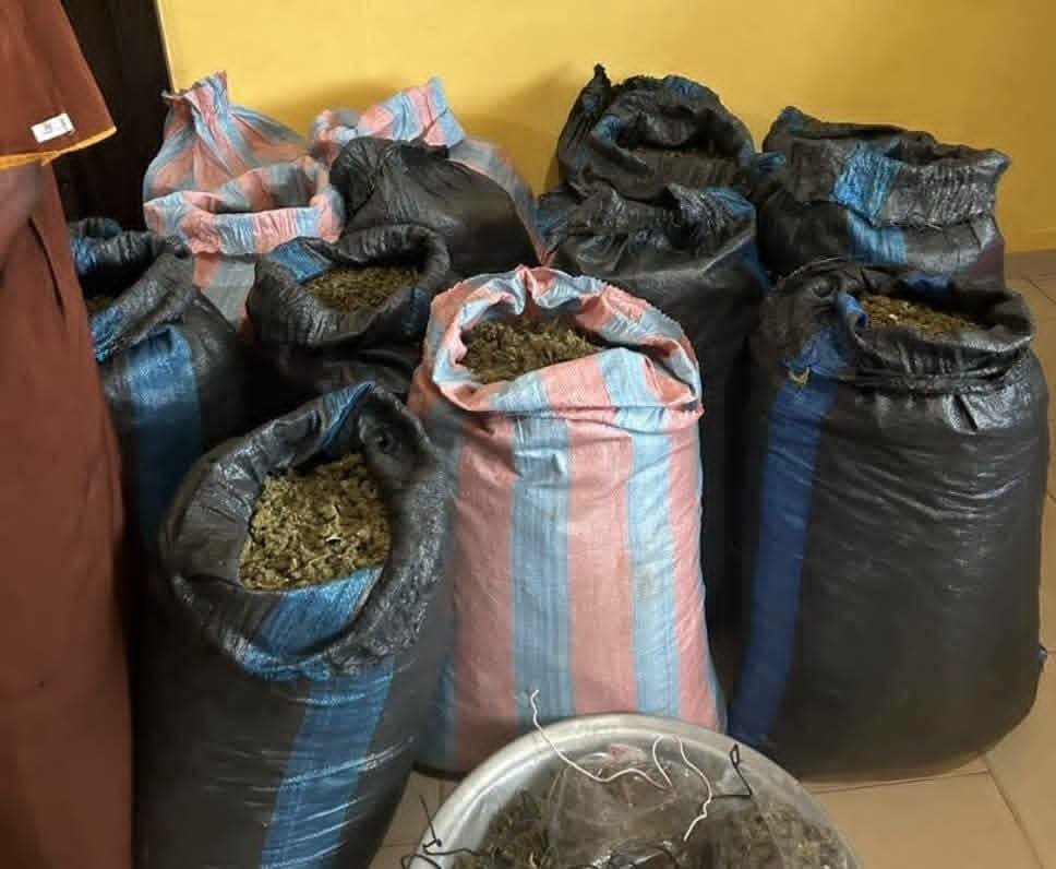 Kpando Marine Police Arrest 31-Year-Old Man over Illegal Cannabis Cultivation in Central Tongu